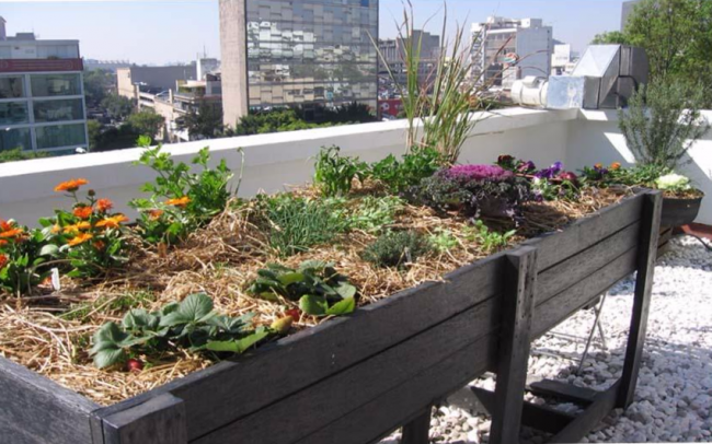 Huerto urbano noticias Frutas HRG